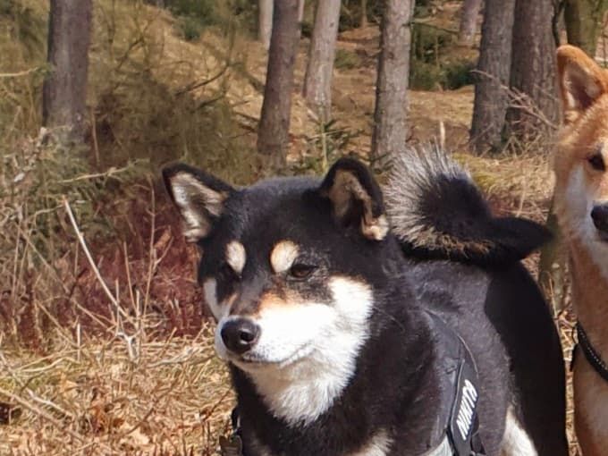 Så er vi blevet voksne begge to. Nikita 37cm og ca 9,5kg og Haiko 39cm og ca 9,8kg